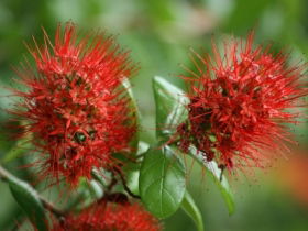 Hervey Bay Botanic Gardens - Accommodation Yamba 2