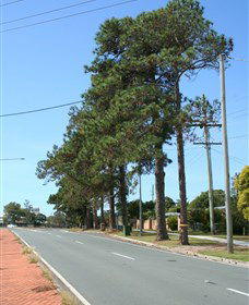 Anzac Memorial Avenue, Redcliffe - Accommodation Yamba 1