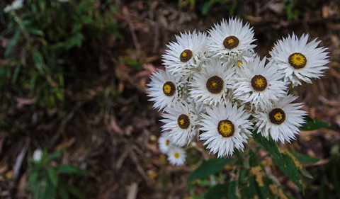 Hastings Forest Way Touring Route - Accommodation Yamba 0