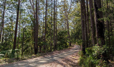 Hastings Forest Way Touring Route - Accommodation Yamba 1