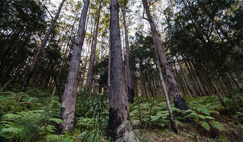 Hastings Forest Way Touring Route - Accommodation Yamba 2