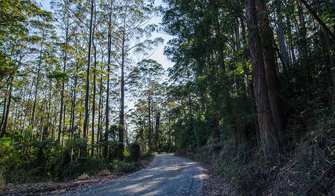 Hastings Forest Way Touring Route - Accommodation Yamba 3