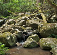 Booyong walking track - Accommodation Yamba