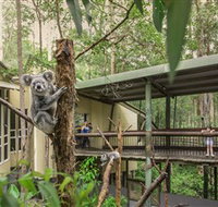 Daisy Hill Koala Centre - Accommodation Yamba