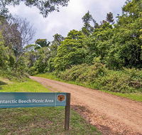 Antarctic Beech picnic area - Accommodation Yamba