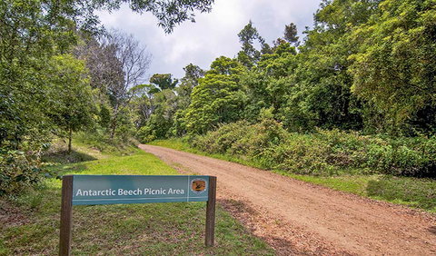 Antarctic Beech Picnic Area - Accommodation Yamba 0