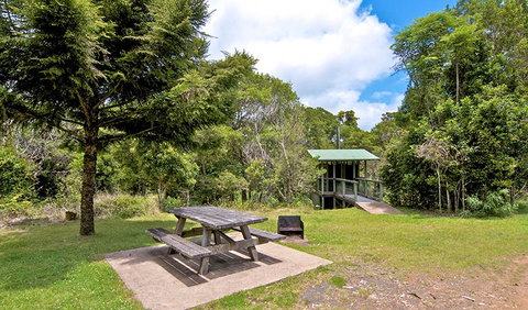 Antarctic Beech Picnic Area - Accommodation Yamba 1
