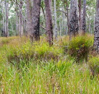 Narrawallee Inlet walking track - Accommodation Yamba
