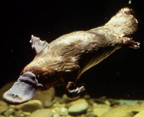 Platypus Pool - Accommodation Yamba 0