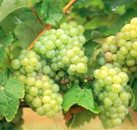 Red Tail Wines - Accommodation Yamba