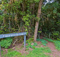 Falcorostrum loop walking track - Accommodation Yamba