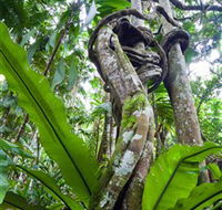 Tamborine Rainforest Skywalk - Accommodation Yamba