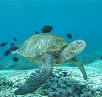 Flinders Reef Dive Site - Accommodation Yamba