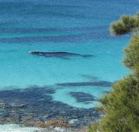 Jervis Bay Marine Park - Accommodation Yamba