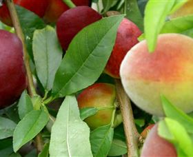 Eungai Creek NSW Accommodation Yamba