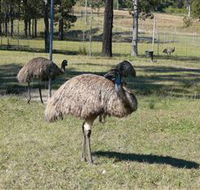Glen Ian Ostrich and Emu Farm - Accommodation Yamba