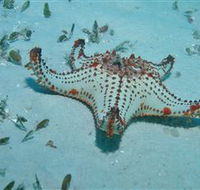 The Pines Dive Site - Accommodation Yamba