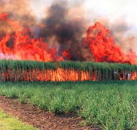 Reeves Family Sugar Cane Farm - Accommodation Yamba