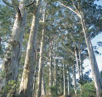 The Great Forest Trees Drive - Accommodation Yamba