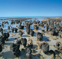 Hamelin Pool Stromatolites - Accommodation Yamba