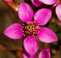 Flora - Accommodation Yamba