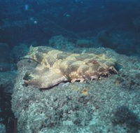 Scottish Prince Dive Site - Accommodation Yamba