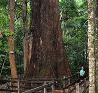 Bird Tree and Benaroon - Accommodation Yamba