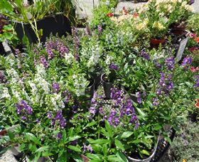 Abundance Lifestyle And Garden - Accommodation Yamba 7