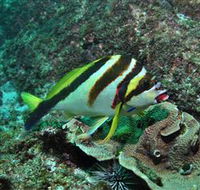 Palm Beach Reef Dive Site - Accommodation Yamba