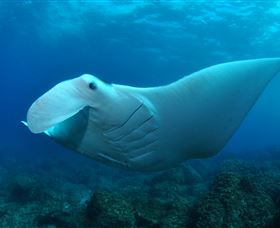 Manta Bommie Dive Site - Accommodation Yamba 0