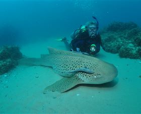 Manta Bommie Dive Site - Accommodation Yamba 1