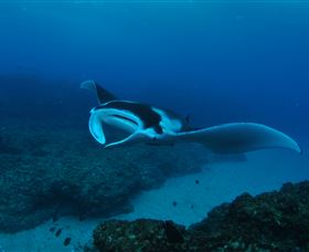 Manta Bommie Dive Site - Accommodation Yamba 2