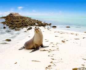 Abrolhos Islands - Accommodation Yamba 2