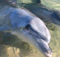 Dolphins of Monkey Mia - Accommodation Yamba