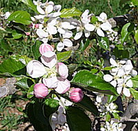 Avro Park Orchards - Accommodation Yamba