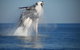 Absolute Ocean Charters - thumb 11