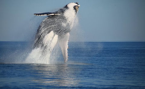 Absolute Ocean Charters - Accommodation Yamba 11
