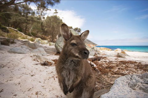 Nullarbor Traveller - Accommodation Yamba 29