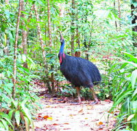 Daintree Safaris - Accommodation Yamba