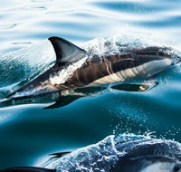 Dolphin Swim Australia - Accommodation Yamba