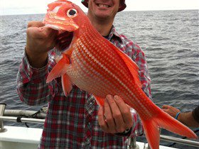 Goin' Off Safaris - Accommodation Yamba 1