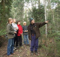 Great Western Tiers Forest Walks Tasmania - Accommodation Yamba