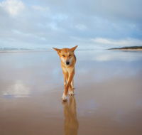 Fraser Island Adventure Tours - Accommodation Yamba