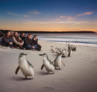 Down Under Thrills - Accommodation Yamba