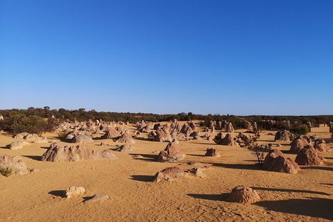 Pinnacles Day Trip From Perth Including Yanchep National Park - Accommodation Yamba 6