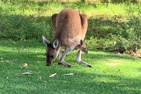 Pinnacles Day Trip From Perth Including Yanchep National Park - Accommodation Yamba 5