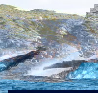 Jet Boat Whale Watching Safari from Dunsborough - Accommodation Yamba