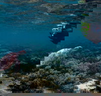 3 Night Ningaloo Reef Snorkel and Dive Getaway from Coral Bay - Accommodation Yamba