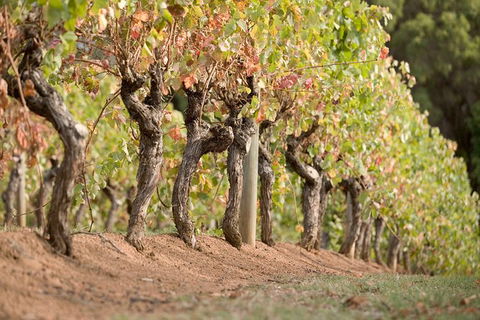 Vasse Felix Winery Tour And Tasting - Accommodation Yamba 3