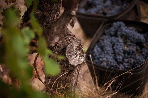 Vasse Felix Winery Tour And Tasting - Accommodation Yamba 4